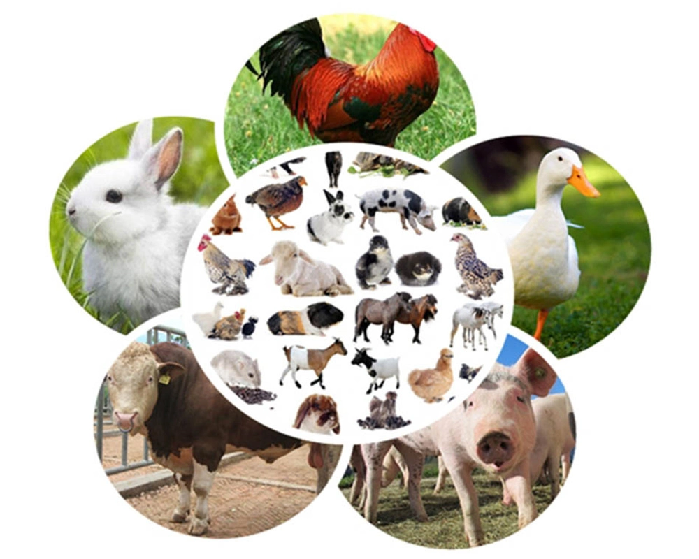 Small Animal Livestock Chicken Cattle Pig Feed Processing Production Line Plant